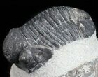 Bargain, Gerastos Trilobite Fossil - Morocco #57620-1